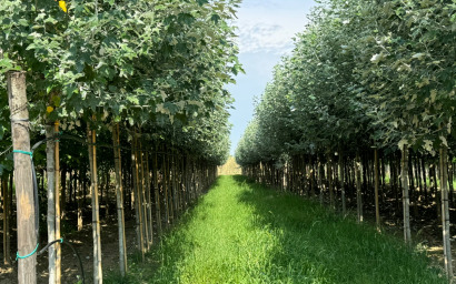 Populus alba "Nivea"